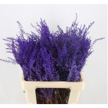 Dried Stoebe - Purple