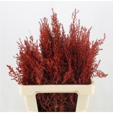 Dried Stoebe - Rustic Orange 
