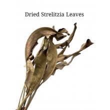 Dried Strelitzia Leaf Natural 