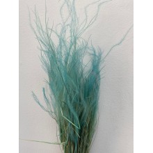 Preserved Stypa  - Turquoise 