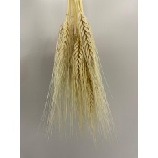 Triction Bleached 