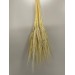 Triction Bleached 