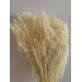 Preserved Broom Bloom - Bleached 