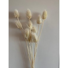 Preserved Cardus - Bleached 