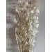 Lunaria Dried Plant Seeded