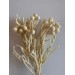 Dried Brunia - Bleached 
