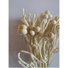 Dried Brunia - Bleached 