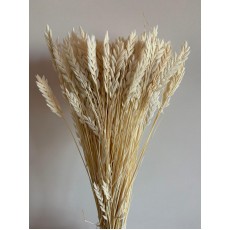 Preserved Spiga Doro - White