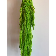 Preserved Amaranthus - Bright Green