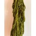 Preserved Amaranthus - Green Preserved Amaranthus - Green