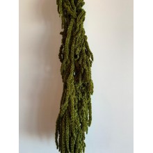 Preserved Amaranthus - Green 
