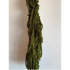 Preserved Amaranthus - Green Preserved Amaranthus - Green