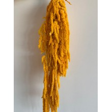 Preserved Amaranthus - Light Orange 