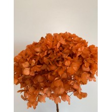 Hydrangea Dried -  Orange