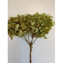 Hydrangea Dried -  Green