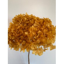 Hydrangea Dried -  Mustard/Yellow