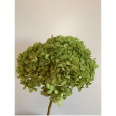 Hydrangea Dried -  Shocking Green / Lime Green 