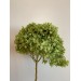 Hydrangea Dried -  Shocking Green / Lime Green 