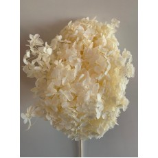 Preserved Hydrangea - White 