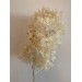 Preserved Hydrangea Sugar Head / White 