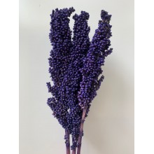 Indian Corn  - Dark Blue / Purple 