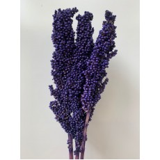 Sorghum  - Dark Blue / Purple 