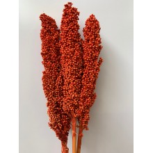 Sorghum - Orange 