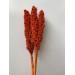 Sorghum - Orange 