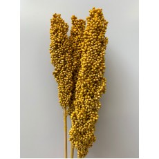 Sorghum - Yellow 