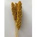 Sorghum - Yellow 
