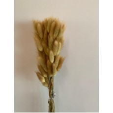 Preserved Lagurus - Honey Yellow 