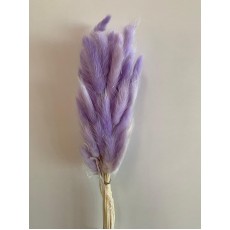 Preserved Lagurus - Lavender 