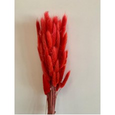 Preserved Lagurus - Red 