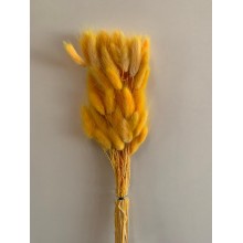 Dried Lagurus - Sunny Yellow 