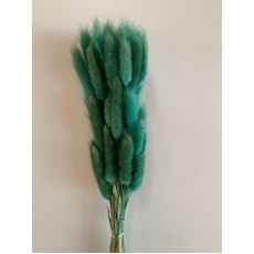 Preserved Lagurus Teal 