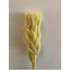 Preserved Lagurus - Vanilla 