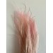 Preserved STYPA Pink