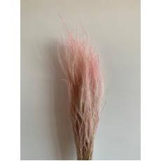 Preserved STYPA Pink