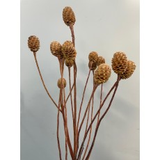 Dried Specials - Sabulosum Branch Natural