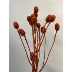 Dried Specials - Sabulosum Branch Orange