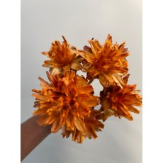 Dried specials - Plumosum Orange
