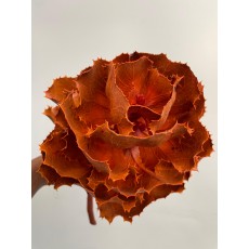Hakea Victoria Autumn (Medium)