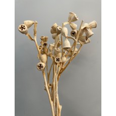 Dried Specials - Bleached