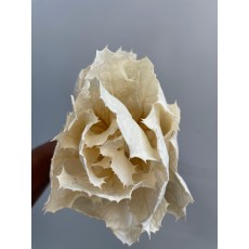 Hakea Victoria Bleached (Small)