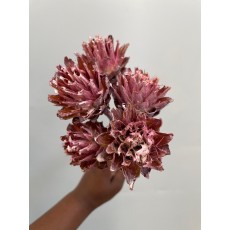 Dried specials - Plumosum