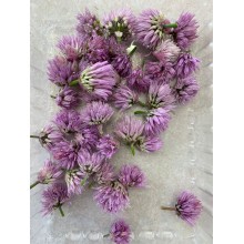 Chive Flower 