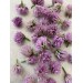 Chive Flower 