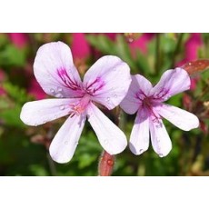 Rose Geranium 