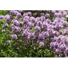 Thyme Flower