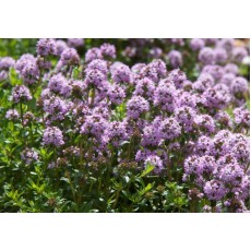 Thyme Flower